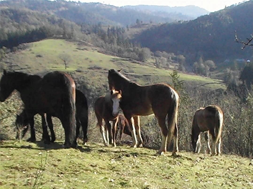 Horses grazing at Whispering Winds Animal Sanctuary