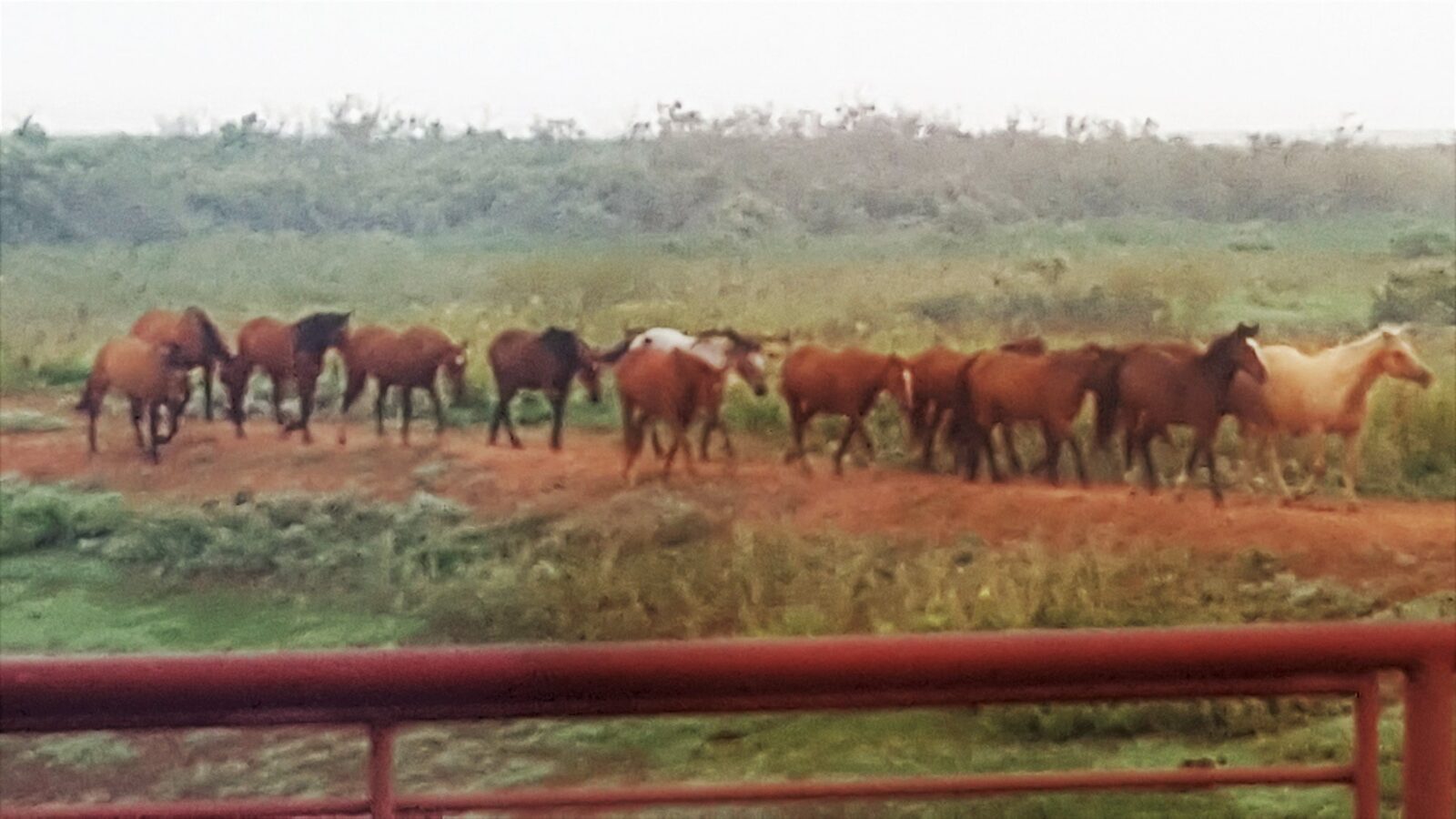 Mustangs at Whispering Winds Animal Sanctuary
