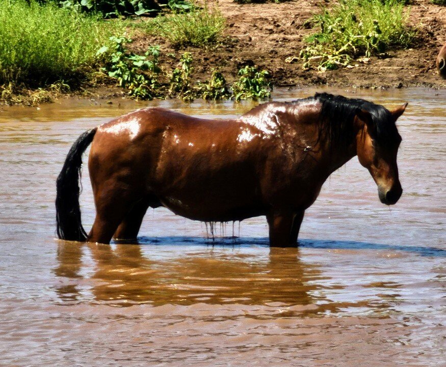 Brian, a sanctuary horse