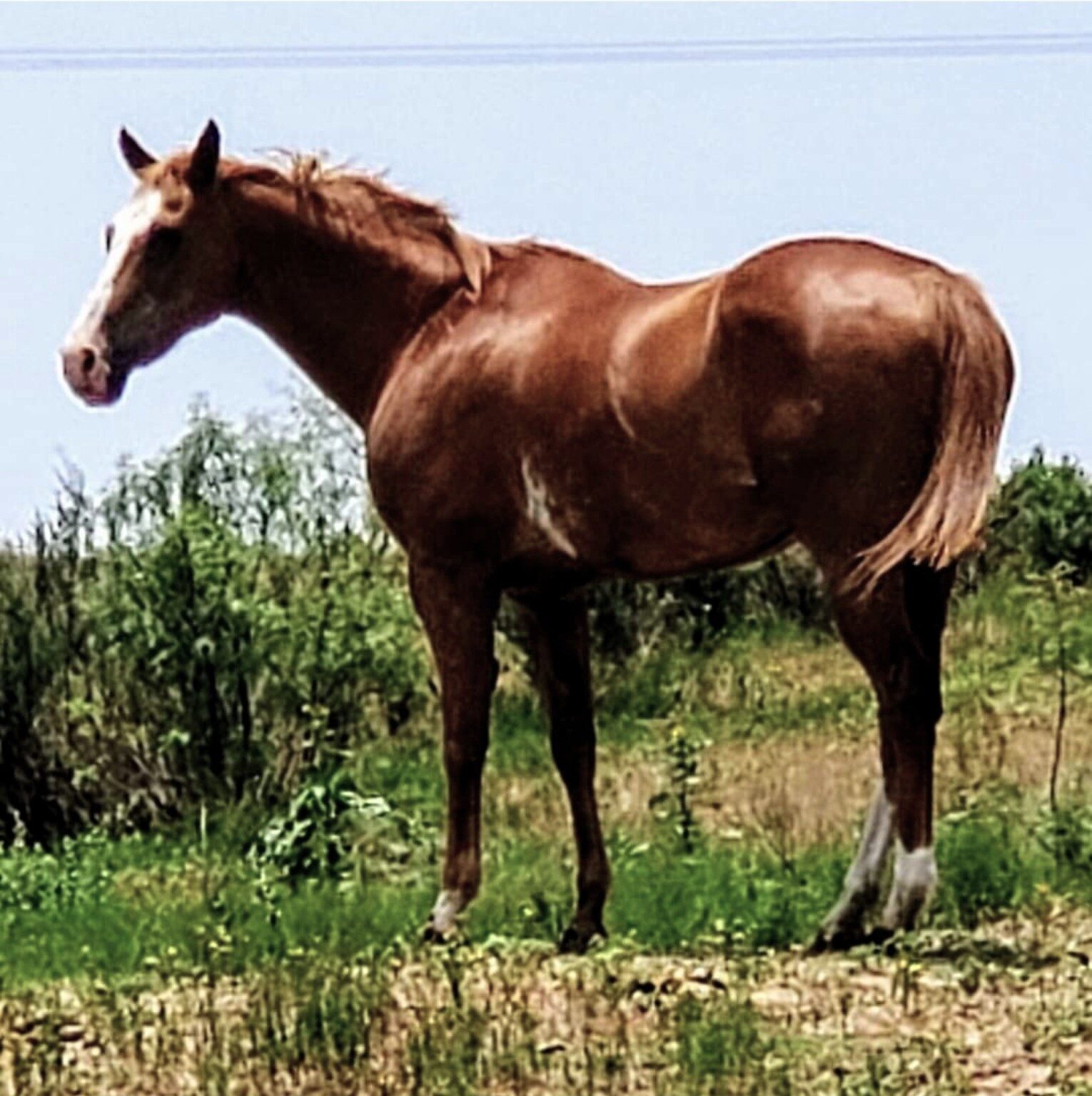 George, a sanctuary horse
