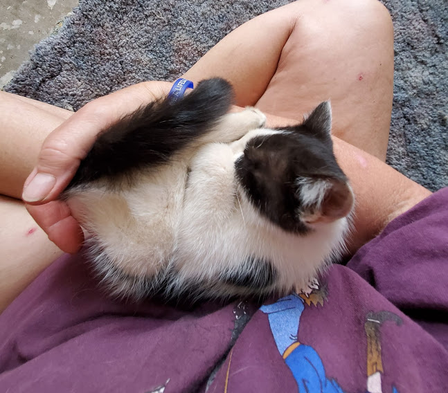 Abby, a ranch cat
