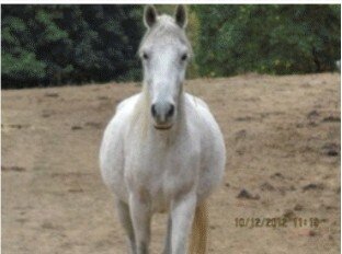 Ahkia, a sanctuary horse