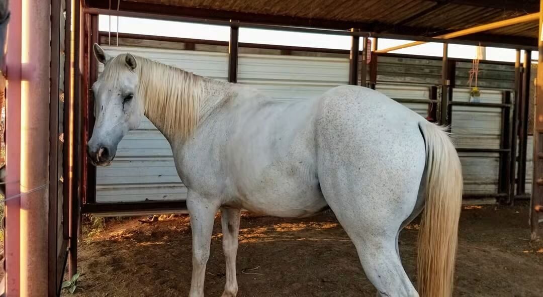 Apache, a blind horse who has learned every inch of the ranch