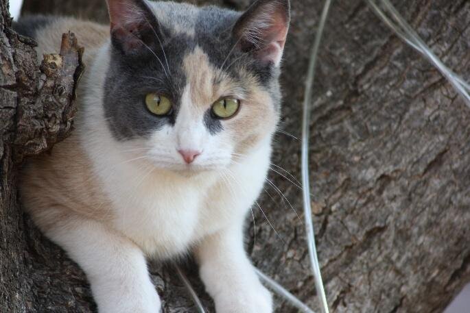 Bebe, a ranch cat