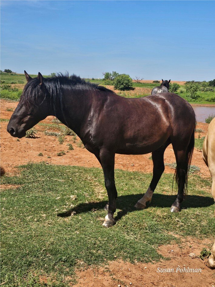 Black Jack, an Alpine wild horse, herd leader gelding