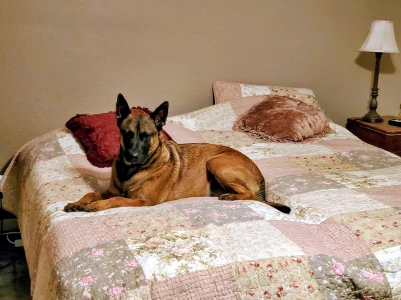 Blue, a Belgian Malinois and ranch alert dog