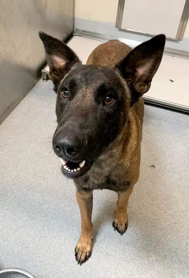 Bubba, rescued from a high-kill shelter