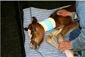 Carson, the sanctuary's beloved bottle-baby mustang