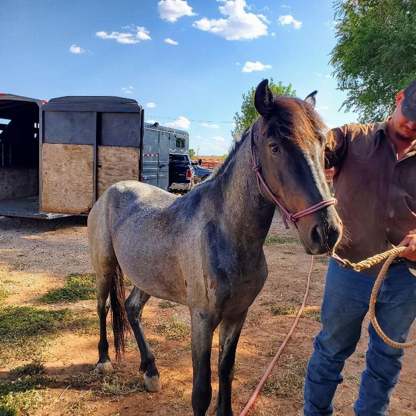 Chaco, a partially blind mustang gelding and band leader