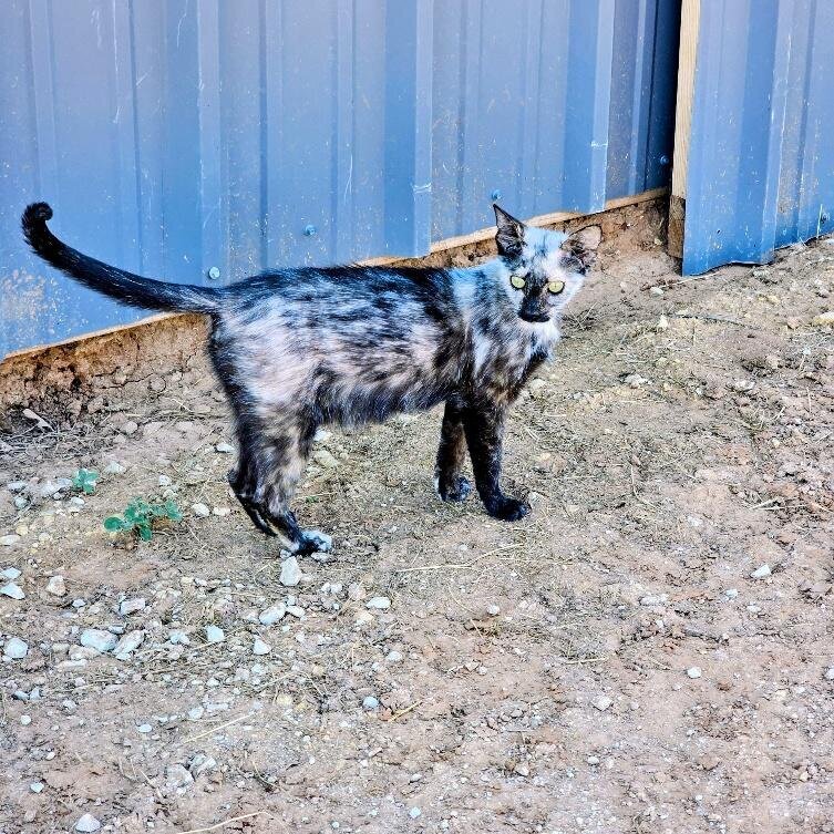 Charity, a ranch mama cat, with her kittens