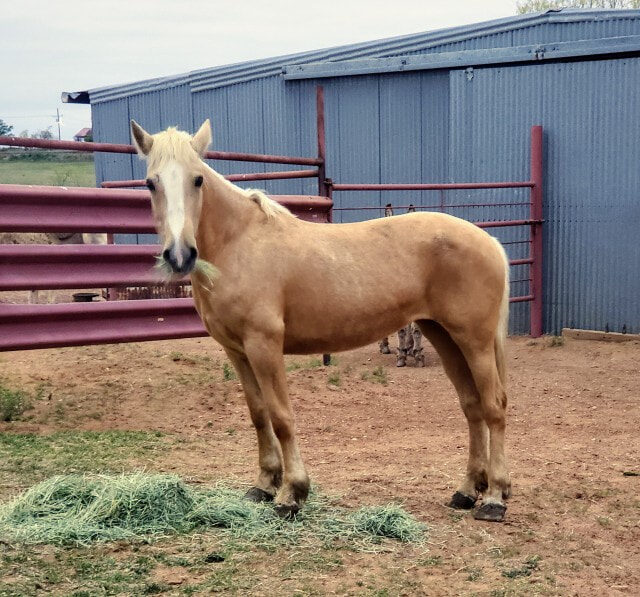 Cheyenne, a mustang mare at Whispering Winds