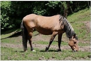 Contessa, a registered Kiger Mustang mare
