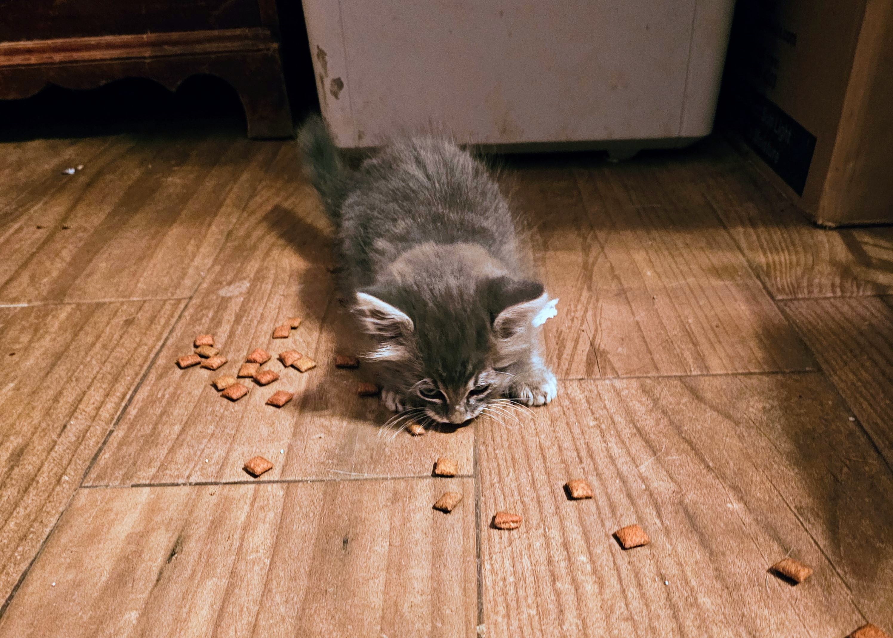 Cowboy, a ranch kitten