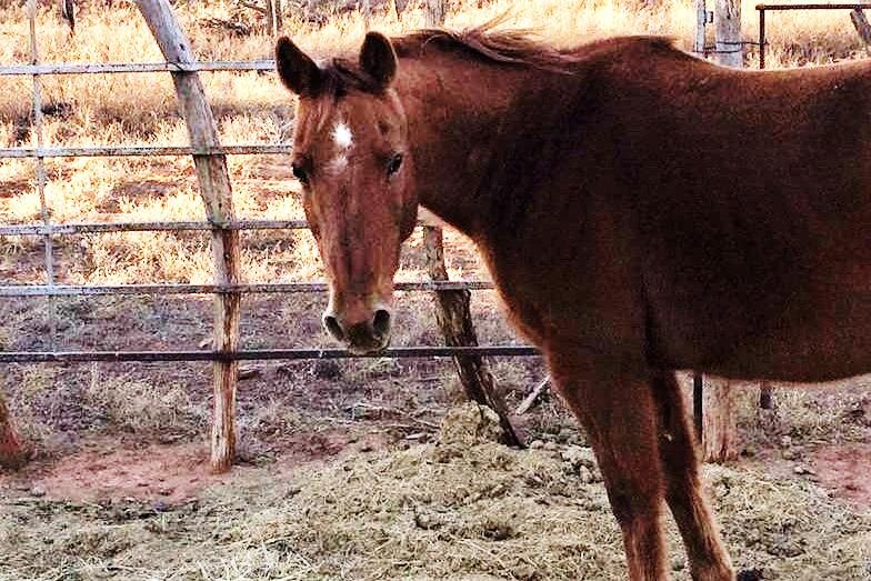 Debbie, a mare found roaming alone