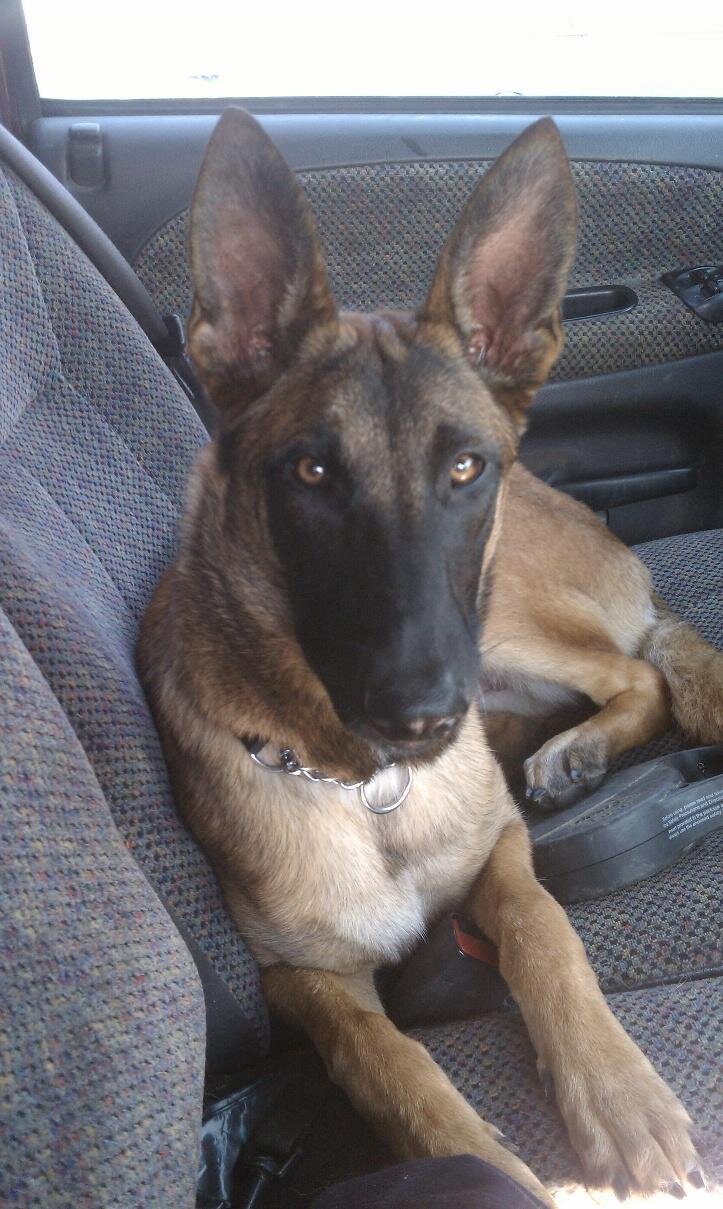 Eli, a Belgian Malinois
