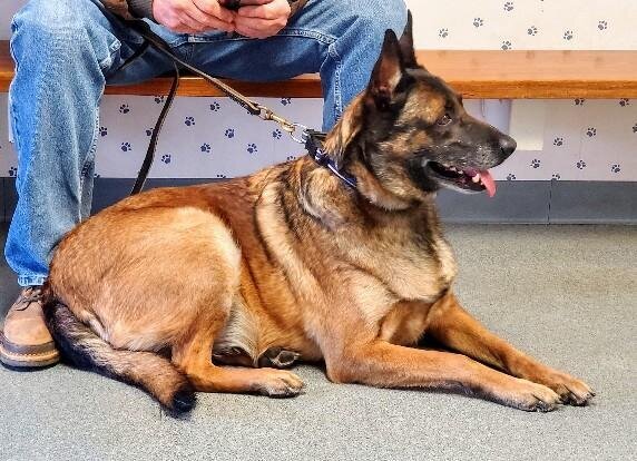 Flash, a retired Belgian Malinois K9