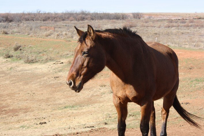 Flicka, also known as Hooey, a mare at the sanctuary