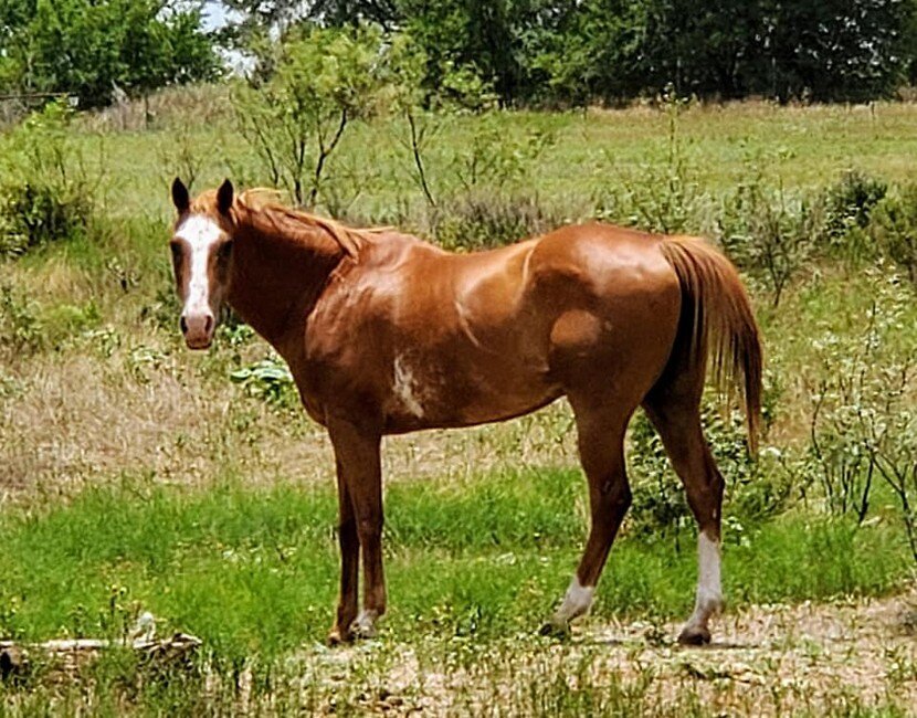 George, a registered Paint gelding, our oldest resident