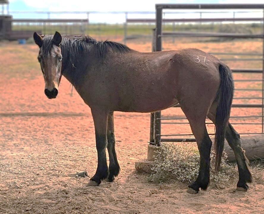 Girlfriend, a Nevada Range fertility study mare