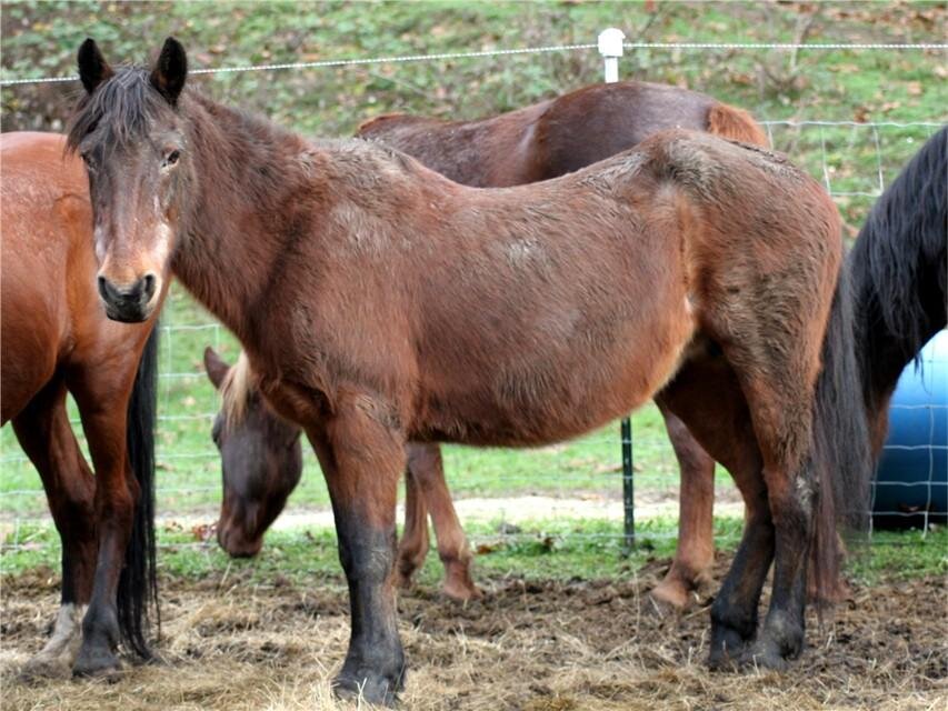 Granny Goose, a Virginia Range mare