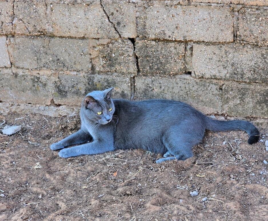Gray, a ranch cat
