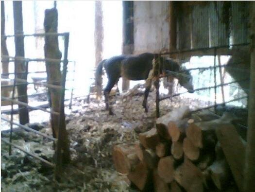 Grey Hawk, a rescued and rehabilitated stallion