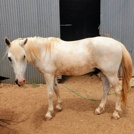 Gus, a sanctuary horse