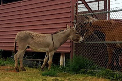 Jack, a rescued donkey