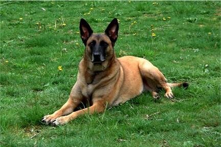 Jazmyn, the sanctuary's first Belgian Malinois