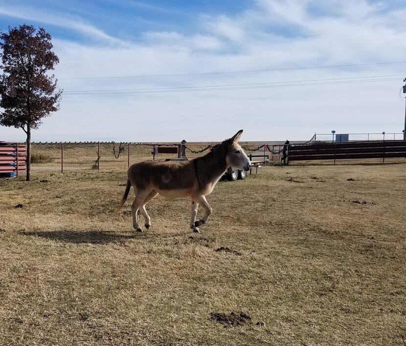 Jesse, the sanctuary's first donkey