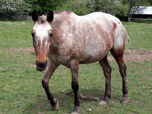 Josie, a registered Appaloosa mare