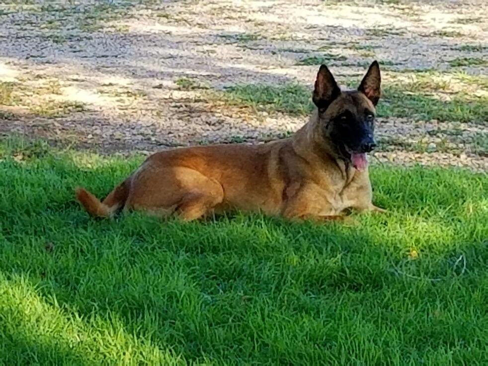 Kain, a Belgian Malinois