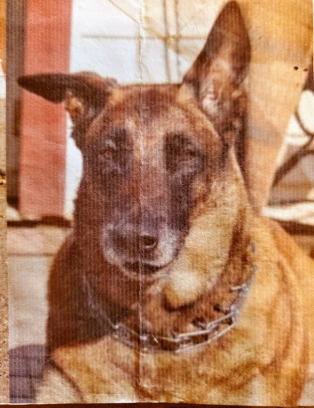 Kaiser, a retired Belgian Malinois