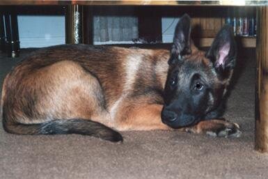 Kato, a Belgian Malinois