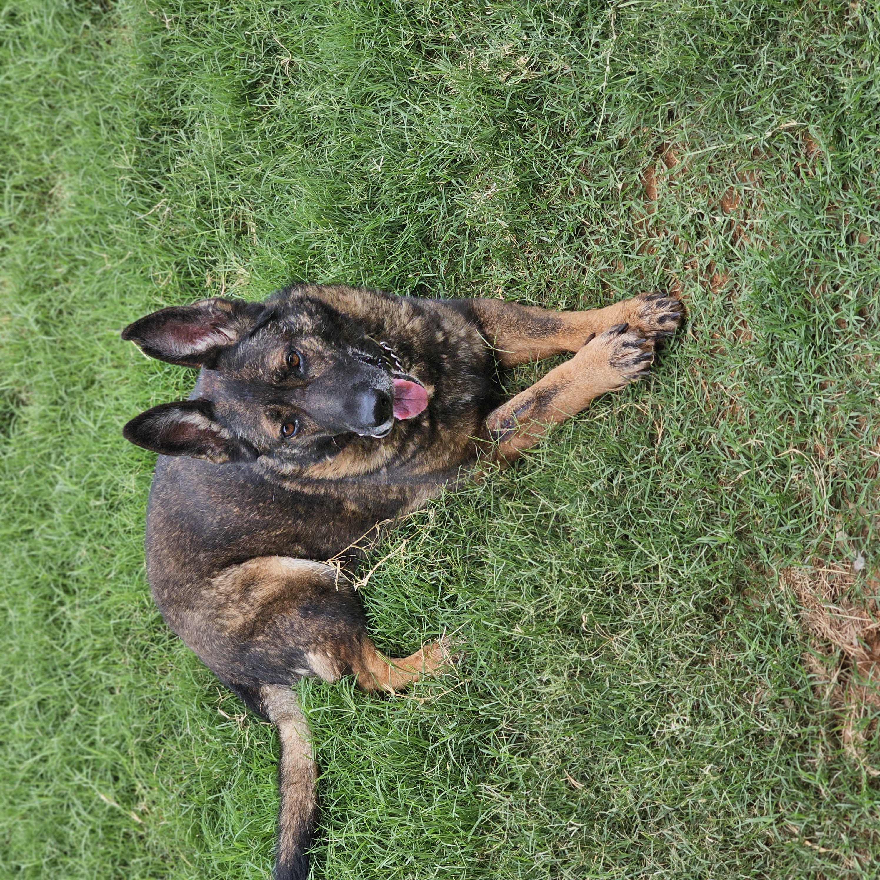 Kyra, rescued from a kill shelter