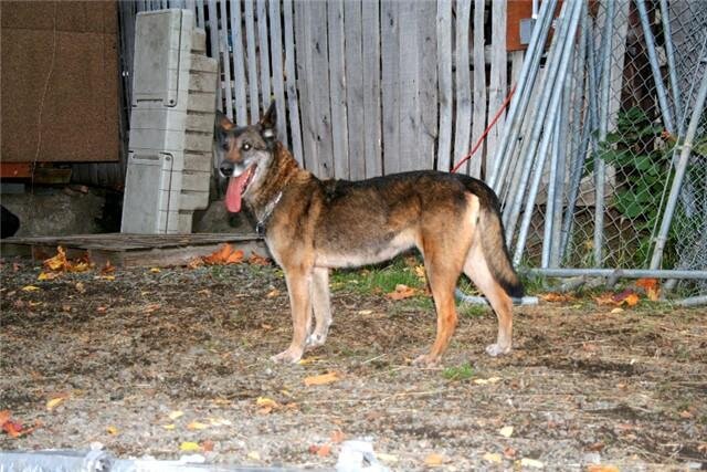 Kyra, a retired Gresham Police K9