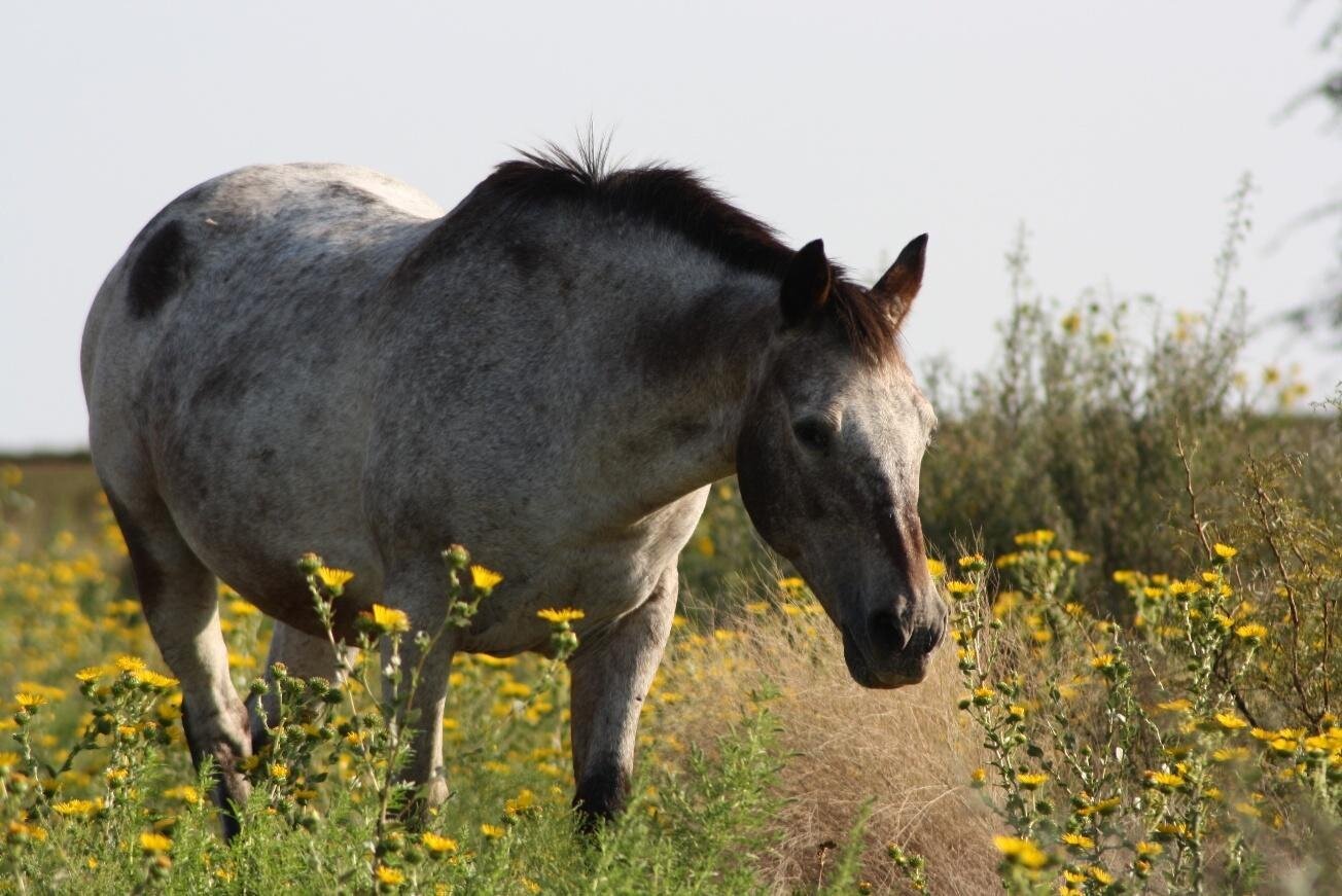 Loki, a sanctuary horse