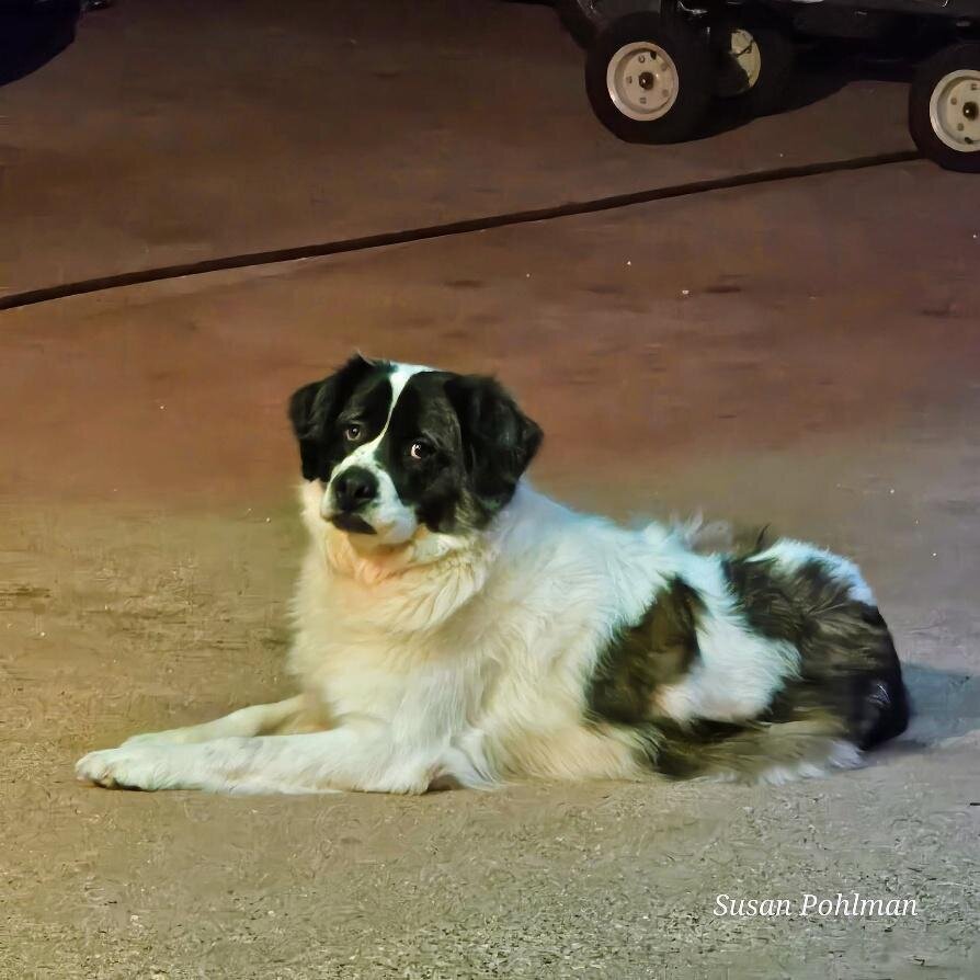 Maggie