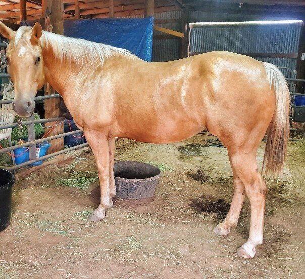 Skippa Mayo, known as May, a Paint/Palomino mare