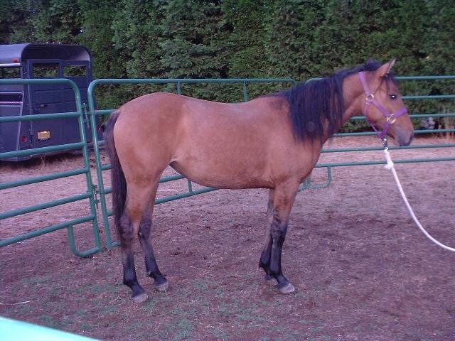 Mia, a mustang mare