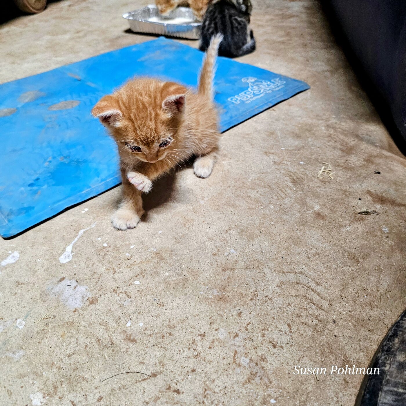 One of Charity's kittens wandering off after finishing at the milk bar