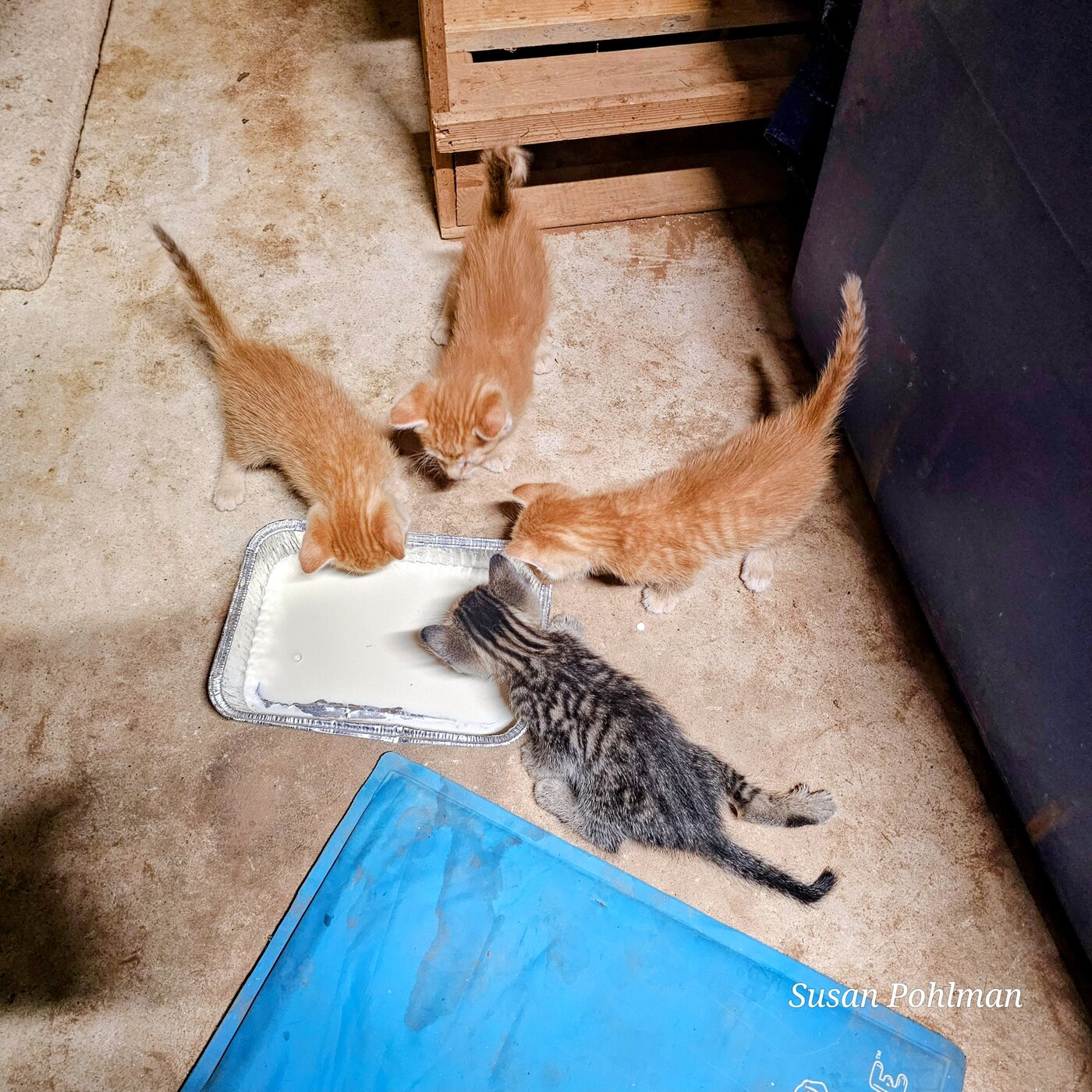 Charity's kittens at the milk bar