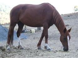 Neke, a Sheldon mare