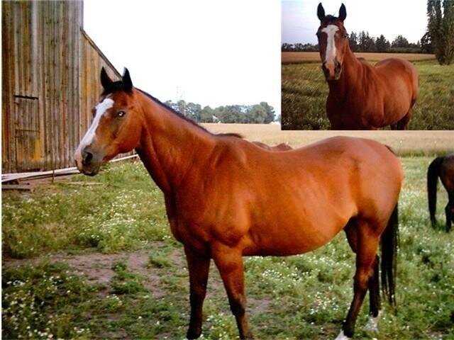 Pawnee, a beloved sanctuary horse