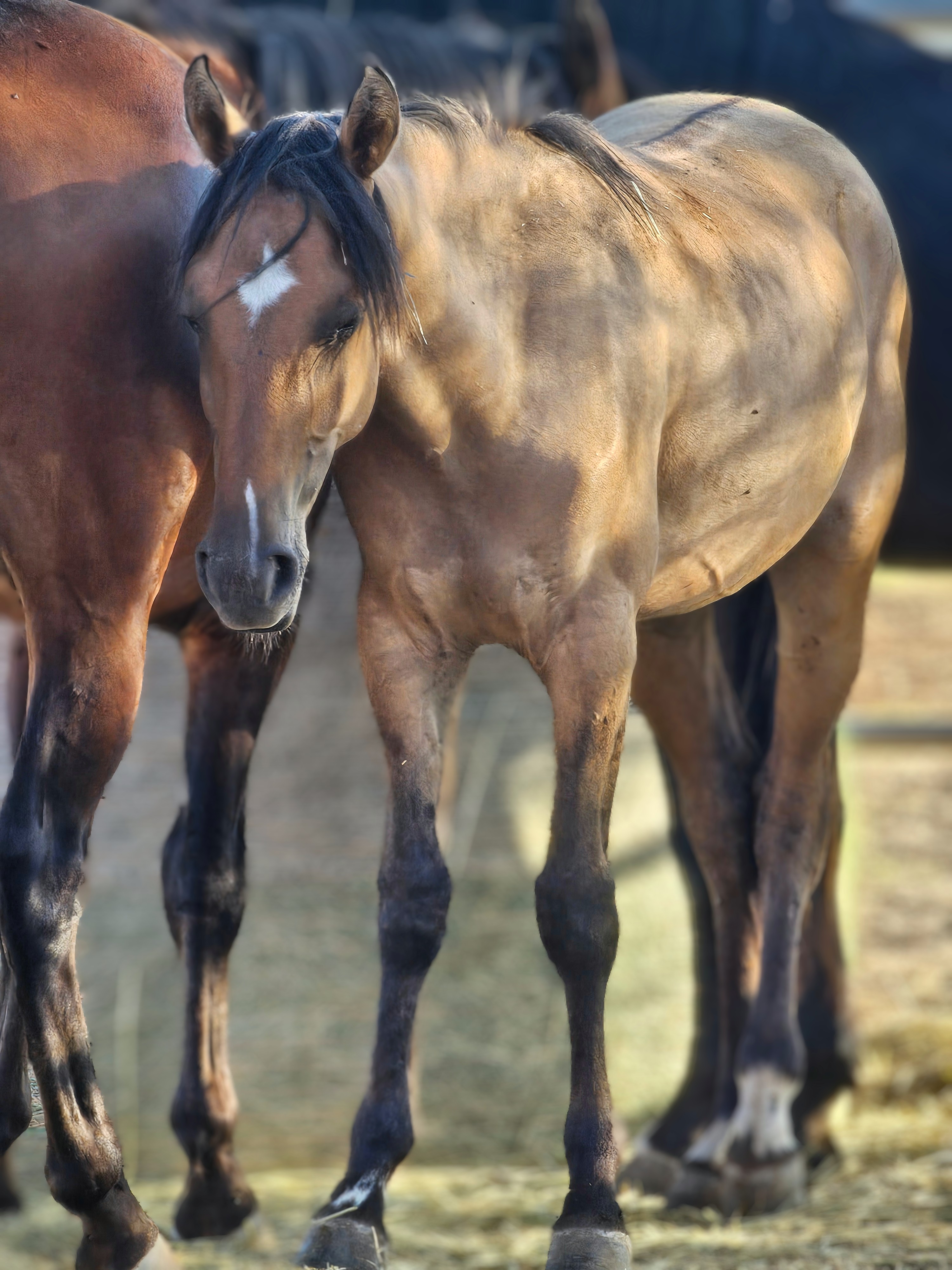Peanut, an Alpine wild horse, the gentlest of the herd