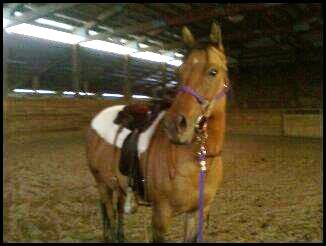 Piper, a sanctuary horse