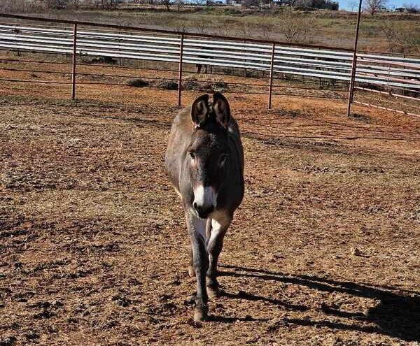 Pop Tart, a rescued donkey
