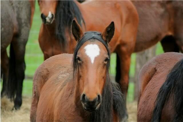 Precious, a Nevada Range fertility study mare