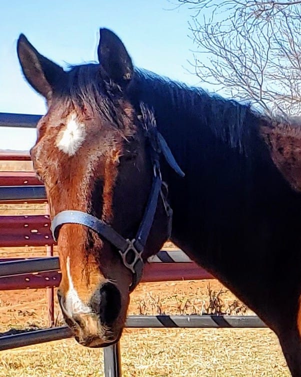 RC, a registered Quarter Horse