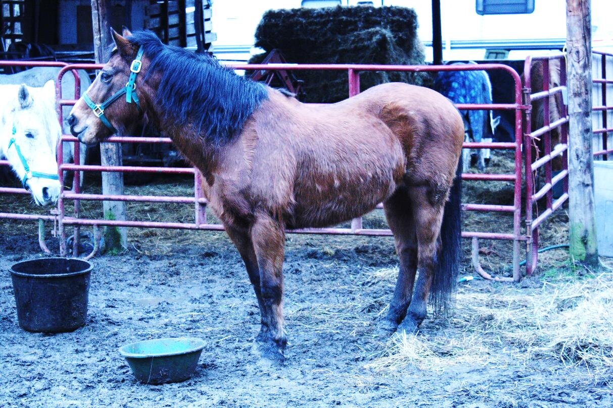 Sienna, an unregistered Morgan mare